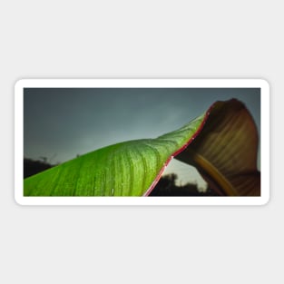 Red Banana Leaf Sticker